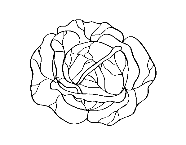 A cabbage coloring page