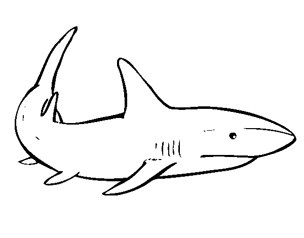 A shark swimming coloring page - Coloringcrew.com