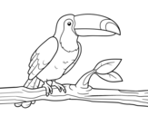 A toucan coloring page
