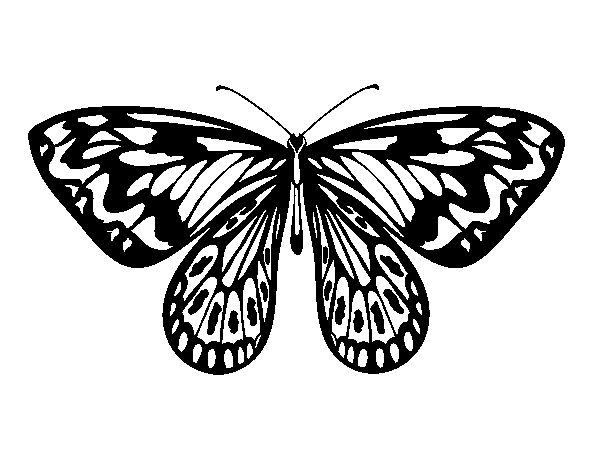 Alexandra butterfly coloring page