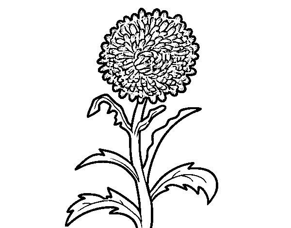 Aster coloring page