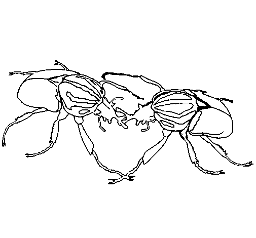 Beetles coloring page