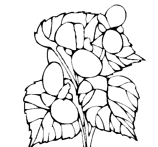 Begonia coloring page