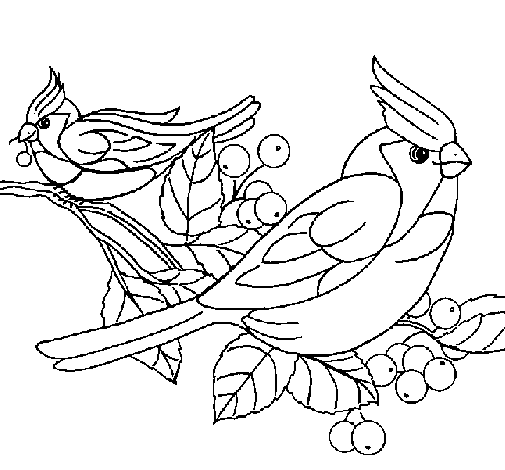 Birds coloring page