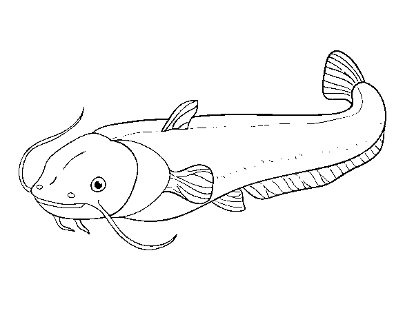 Catfish coloring page