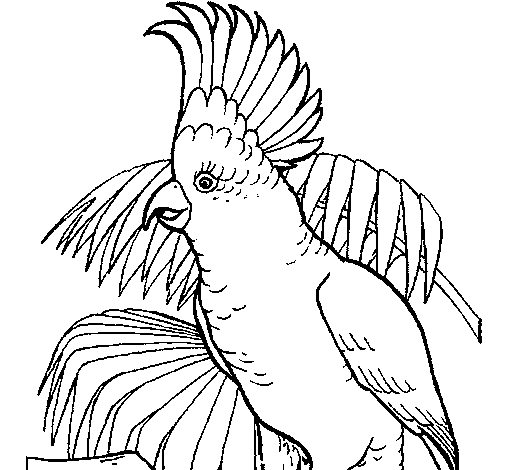 Cockatoo coloring page