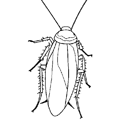 Cockroach coloring page