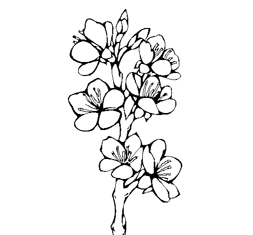 Country flowers coloring page