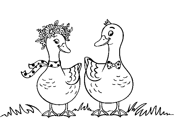 Couple of ducks coloring page