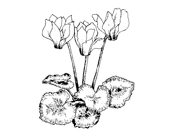Cyclamen coloring page