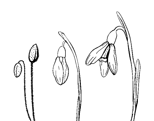 Edelveiss flower coloring page