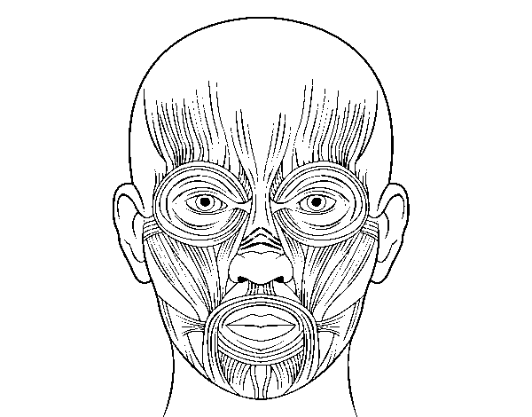 Facial muscles coloring page