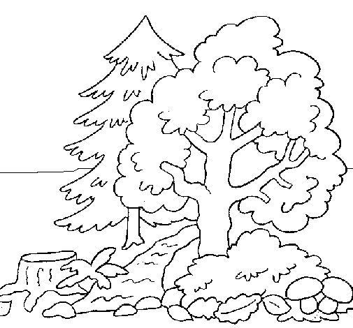 Forest coloring page