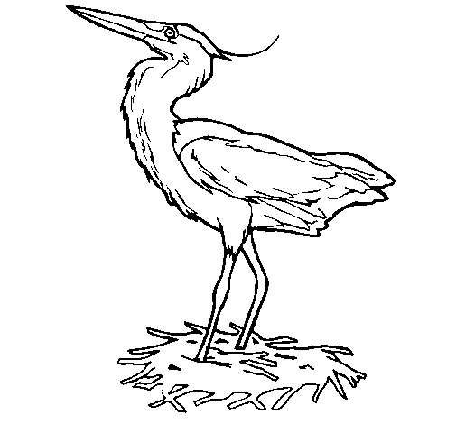 Grey heron in nest coloring page