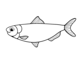 Herring coloring page