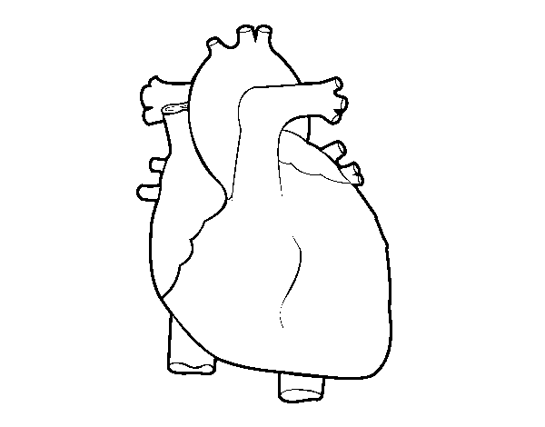 Human heart coloring page