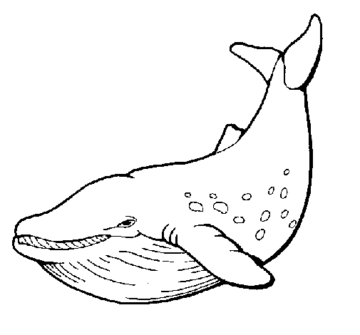 Killer whale coloring page