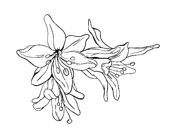 Lilium flowers coloring page