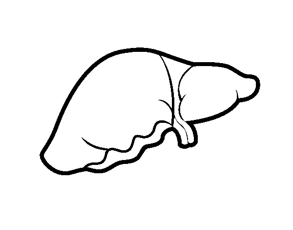 Liver coloring page