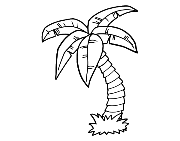 palm trees coloring pages - photo #20