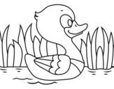 Dibujo de River duck
