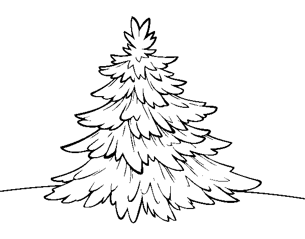 Silver fir coloring page