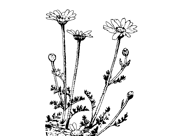 Some daisies coloring page