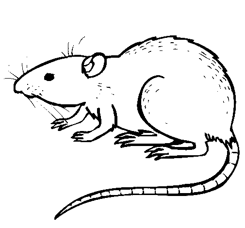 Underground rat coloring page