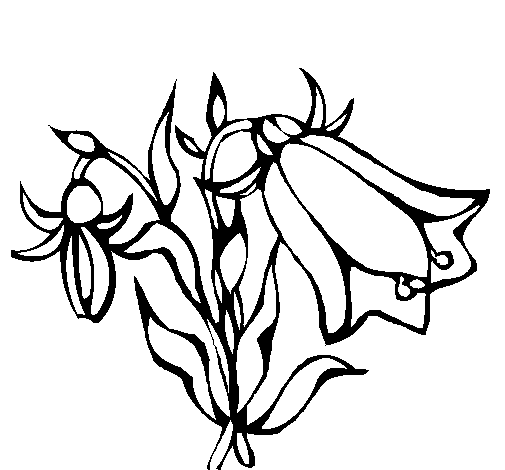 Wild flowers coloring page