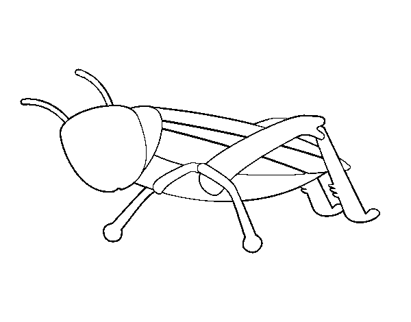 Young grasshopper coloring page