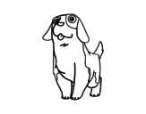 Young St. Bernard coloring page