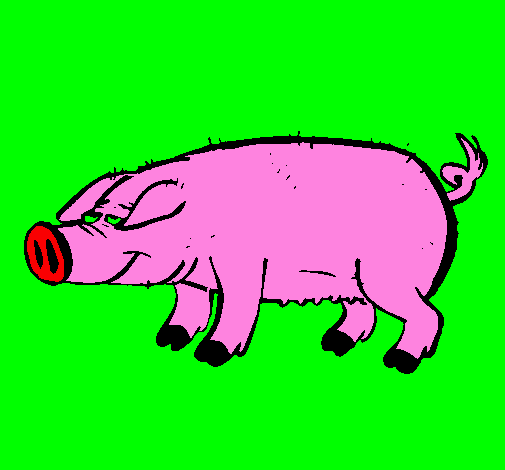 Pig with black trotters
