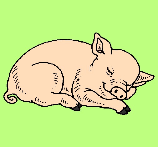 Sleeping pig