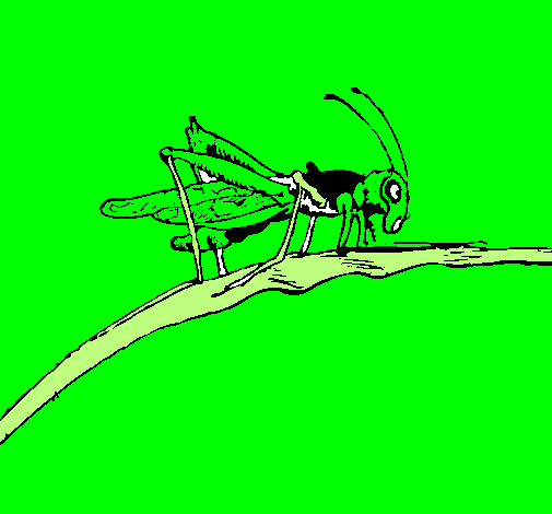 Grasshopper on branch