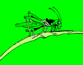 Coloring page Grasshopper on branch painted byNoah