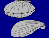 Coloring page Clams painted byrauL