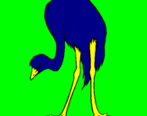 Coloring page Ostrich painted byFoolorp