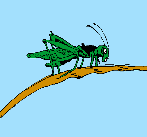 Grasshopper on branch