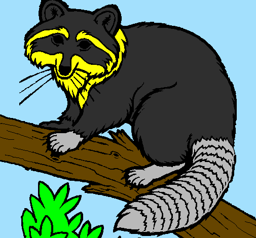 Coloring page Raccoon painted byana luiza