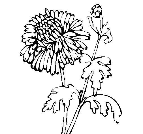 Coloring page Zinnia painted byzinia