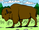Coloring page Buffalo painted bytweety
