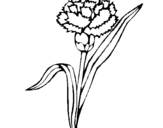 Coloring page Carnation painted byKen