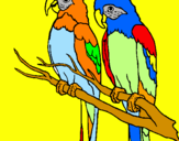 Coloring page Parrots painted byjorge