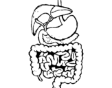 Coloring page Intestines painted byalan