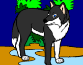 Coloring page Wolf painted bysylvester