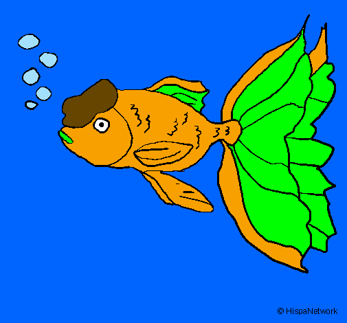 Tancho fish