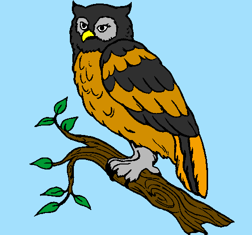 Barn owl