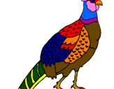 Coloring page Pheasant painted bymaximo