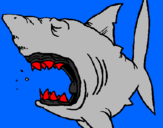 Coloring page Shark painted bydavid