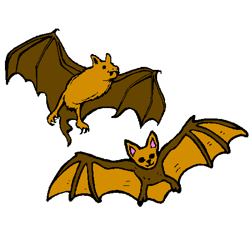 A pair of bats